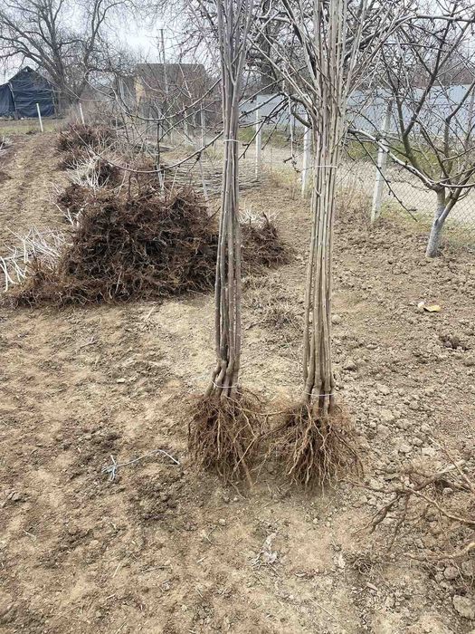 Саджанці плодових дерев Опт