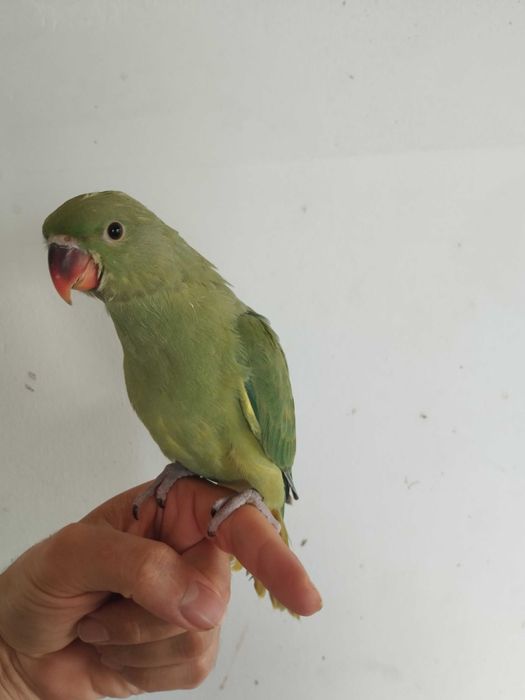 Ring necks criado a mão