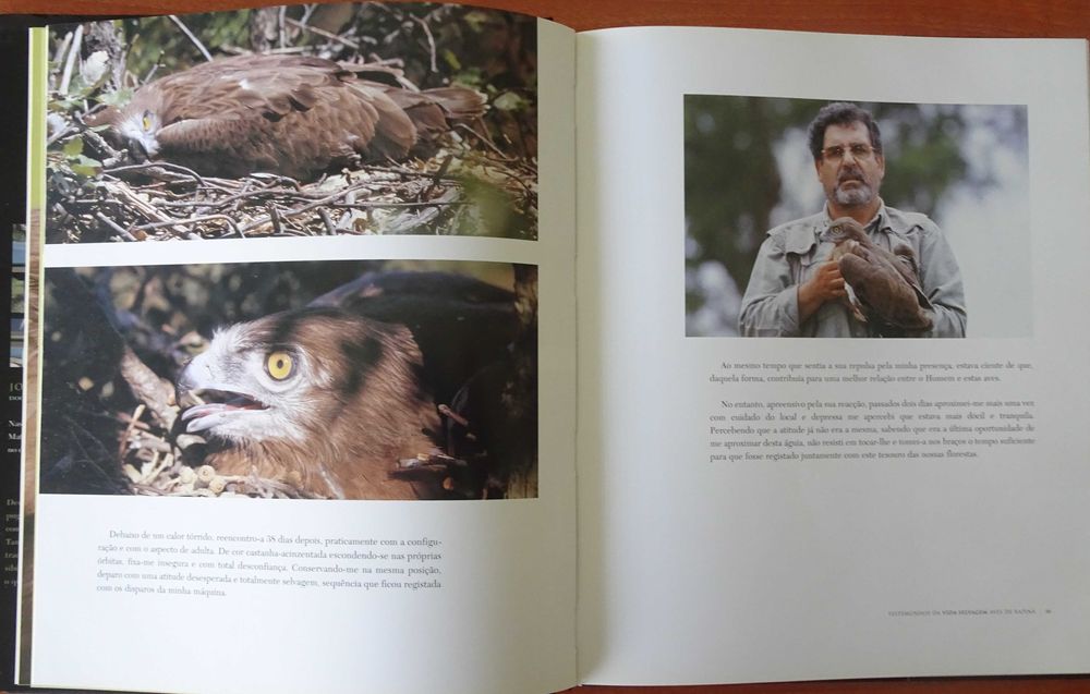 Testemunhos da Vida Selvagem - Aves de Rapina de José Antunes Rito