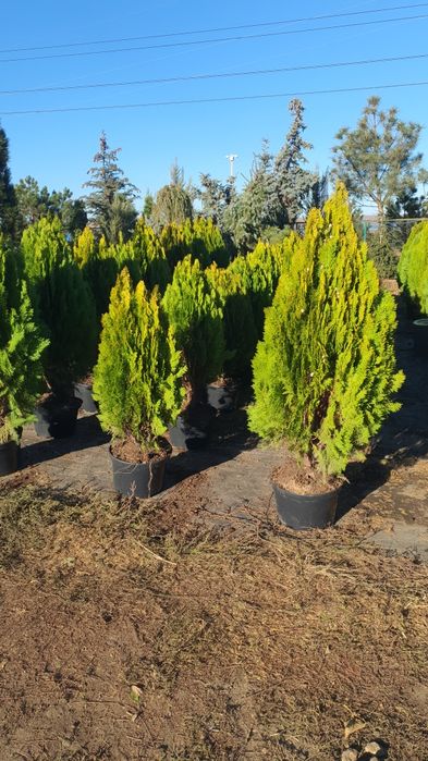 Туя Aurea Nana (Ауреа Нана) сосна кримська