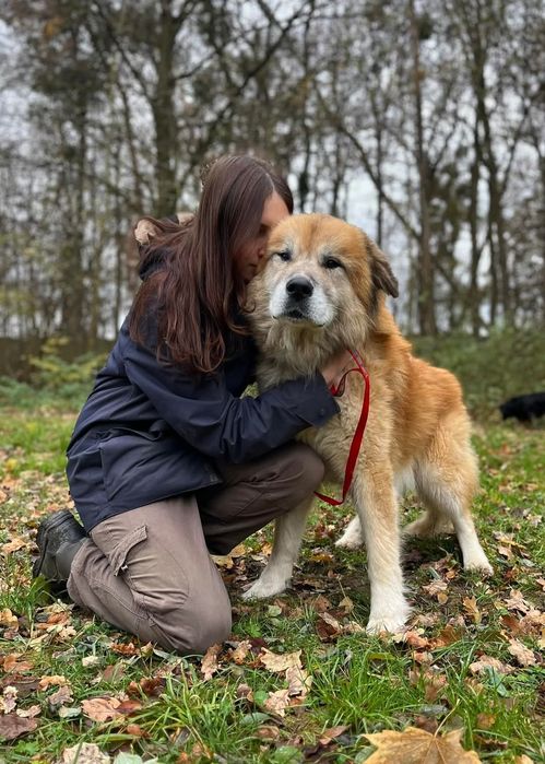 Piękny mix kaukaza do adopcji!