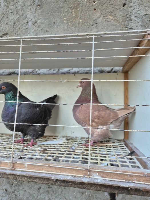 Gołębie texsanery,mondainy z 2025 roku