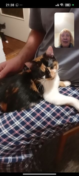 Одам трёх цветную кошечку