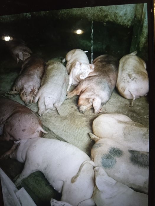 Продам великі свині