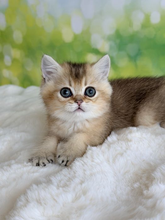 Мальчик няшка британские котята