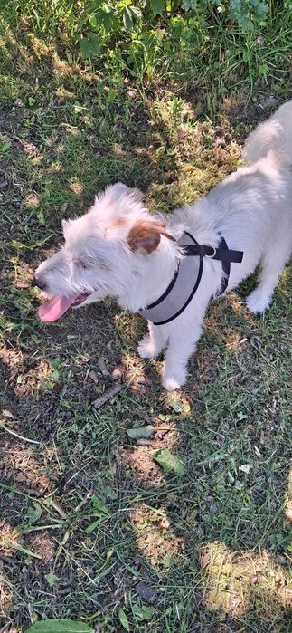 Jack Russel Terrier