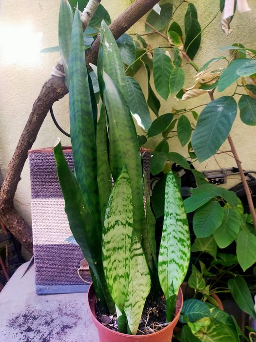 Planta Espada-de-Sao-jorge