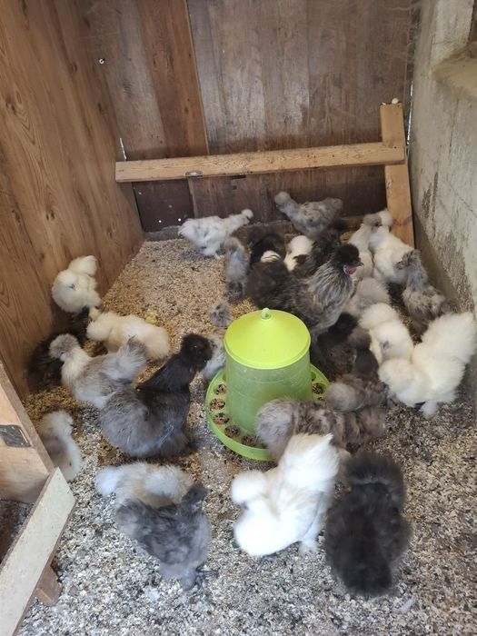 Hiszpany wajendotty silki pszepiurki