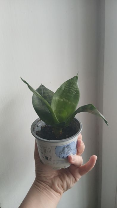 Вазон Сансевіерія Ханни 45 грн