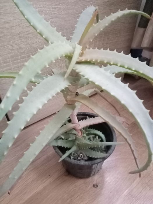 Алое столітник 3 роки