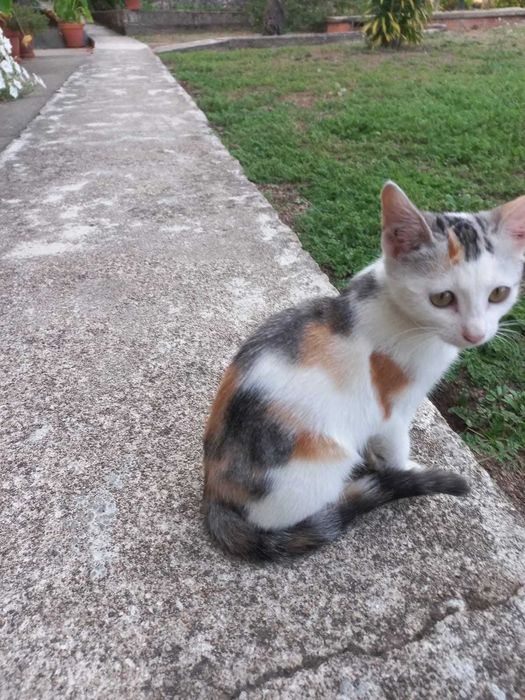 Gatinhos para Adoção Responsável