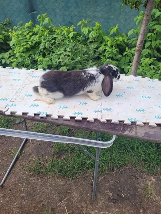 Sprzedam króliki barany, srokacze, belgi