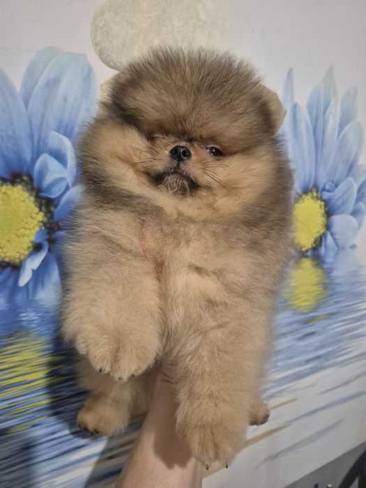 Chlopak pomeranian.Pomarancowy