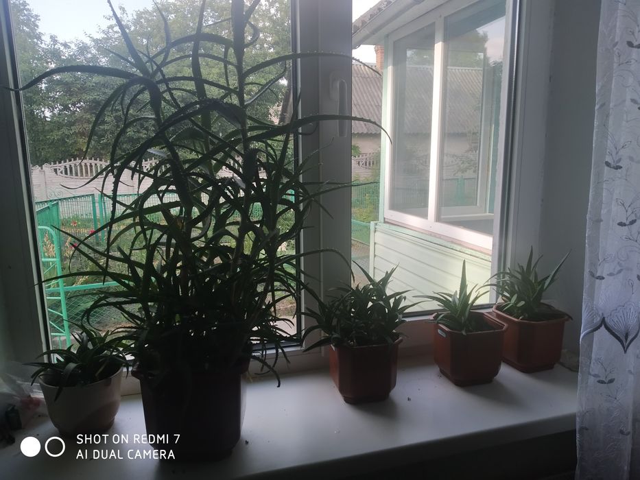 Рослина Алое  Різні по висоті