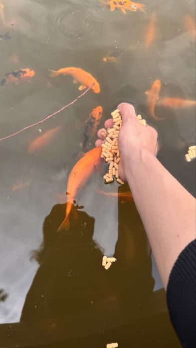 Продам  карп (КОЯ )