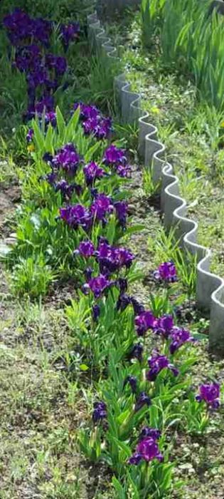 Іриси карликові ранні гіганти півники квіти рослини