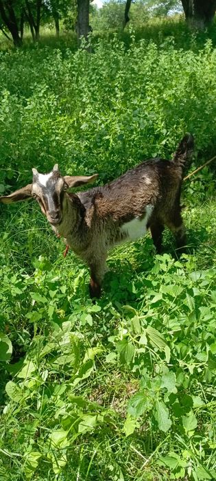 Мама пятилітровка