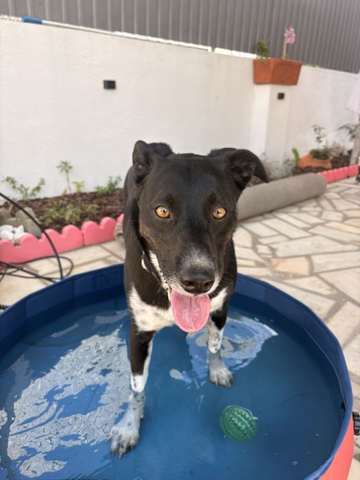 Pet-sitting & estadia familiar