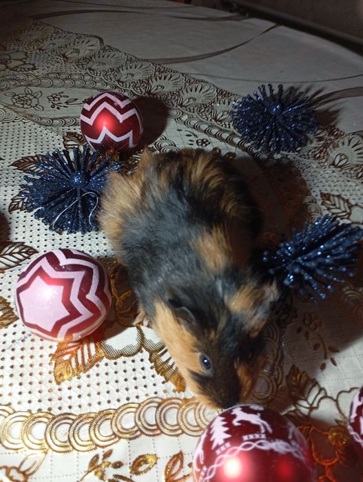 Морська свинка,молода дівчинка