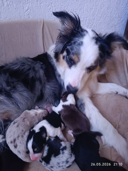 Elwis szczeniak Border collie