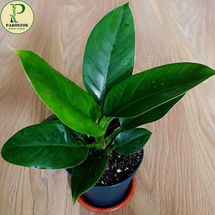 Філодендрон. Вайт Принцес. Біркін Вайт Меже. Пейнтед Леді.