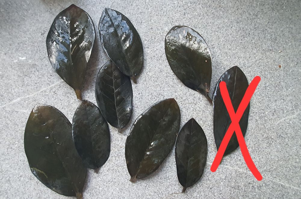 Листики чёрного замиокулькаса Raven. Чорный замик