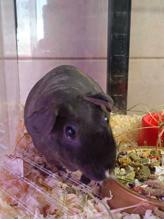 Świnka morska skinny samiczka