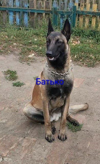 Пропонуємо цуциків Малінуа