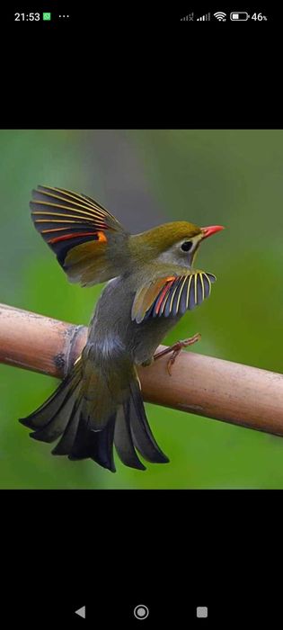 Tenho alguns pássaros para vender deste.
