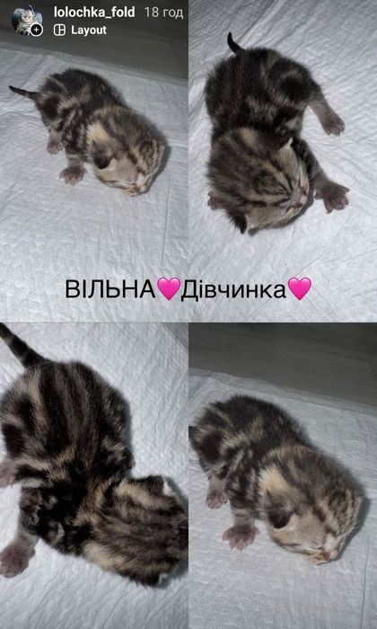 Шотландські кошенята .Мраморні дівчатка