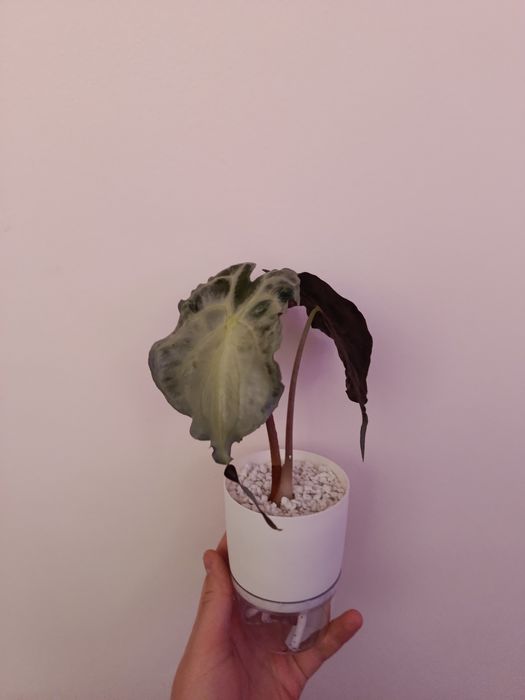 Bulwa alokazja venom !