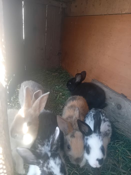 Króliki młode...