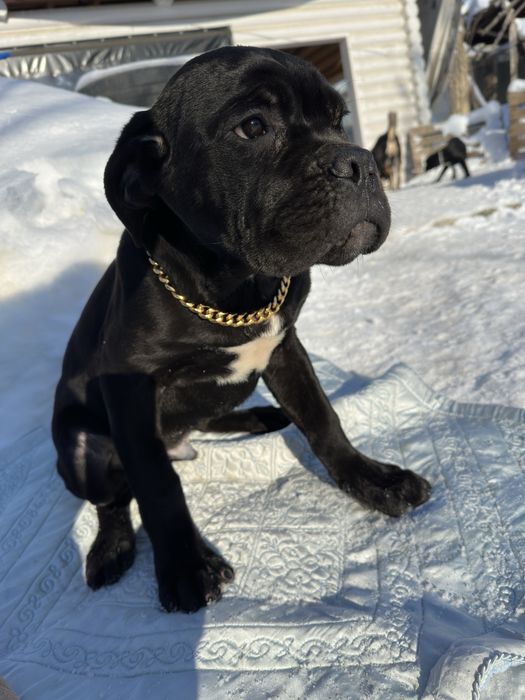 Топовий vip хлопчик Кане-Корсо