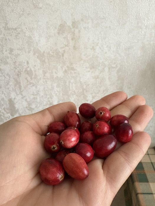 Продам журавлину великоплідну