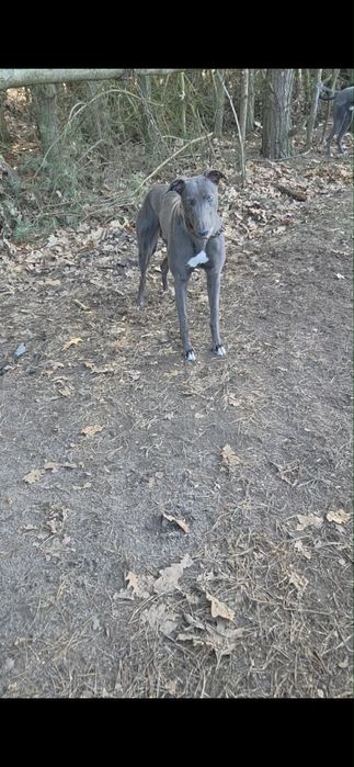 Chart greyhound pies