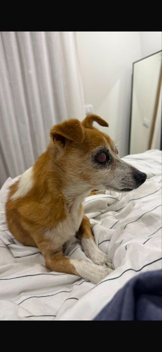 Cão para adoção responsável