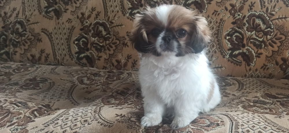 Собачки Пікінеси