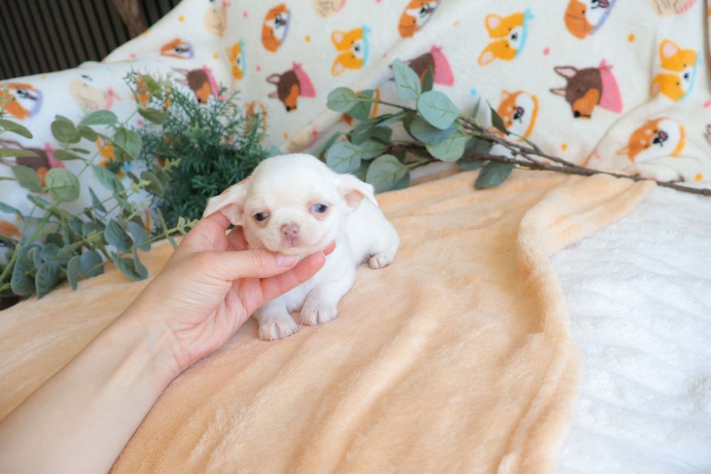 Chihuahua Mini . Branco olhos azuis.  Perfeito