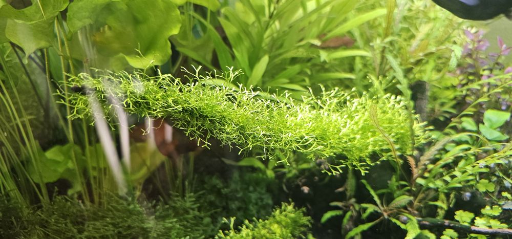 Palntas para aquario agua quente