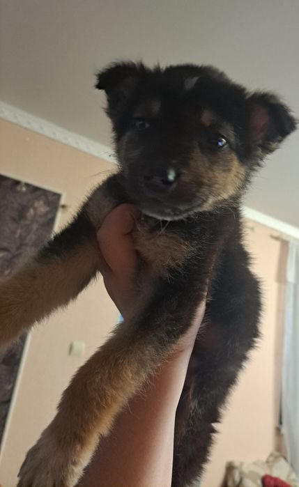 Цуценя хлопчик ,орієнтовно 1.5 місяця