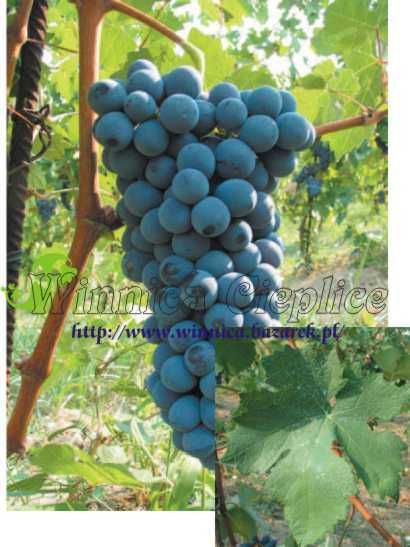 Winorośl sadzonka odmiany przerobowe