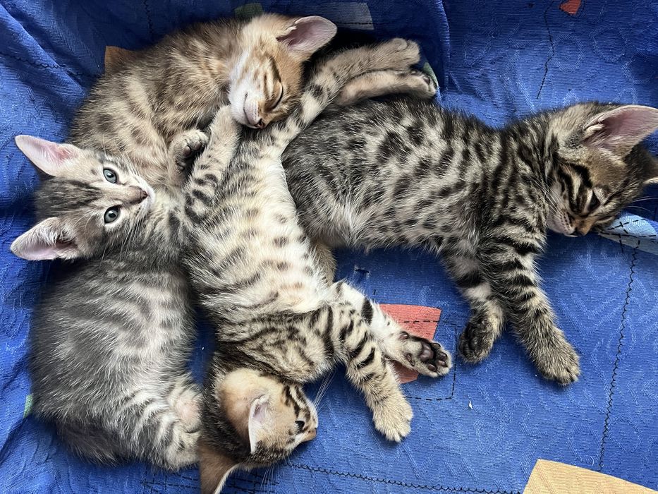 Бенгальські котенята