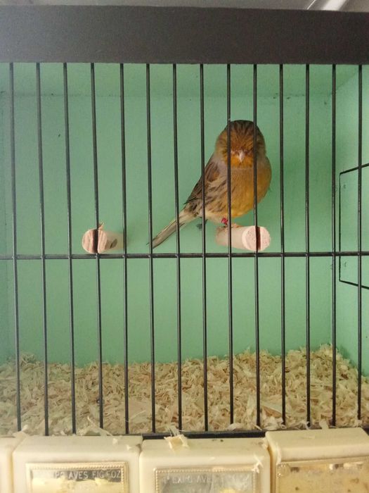 Cedo canarios machos