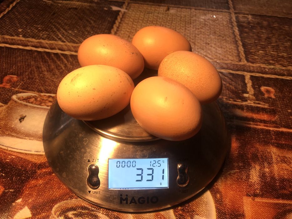 Куры Билефельдер Германия