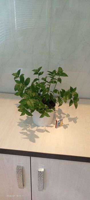 Традесканция, продам