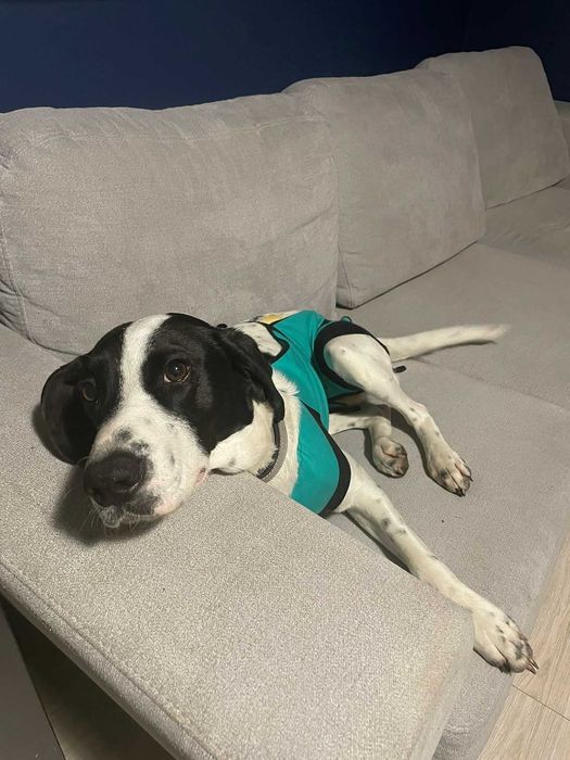 Aura potrzebuje domu