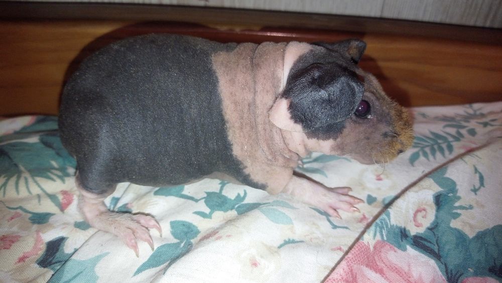 скінні міні бегемотики