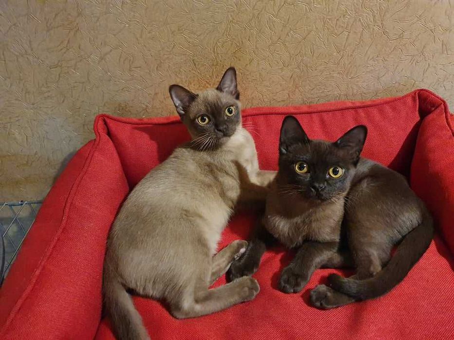 Коты бурмы американской!