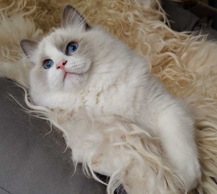 Kocurek ragdoll z rodowodem, już do odbioru