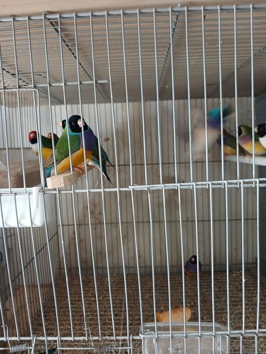 Diamand gould pássaro